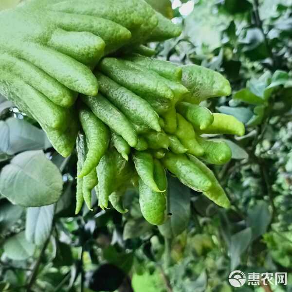 玩家辅助神器：金华佛手在线有挂么”附开挂脚本详细步骤