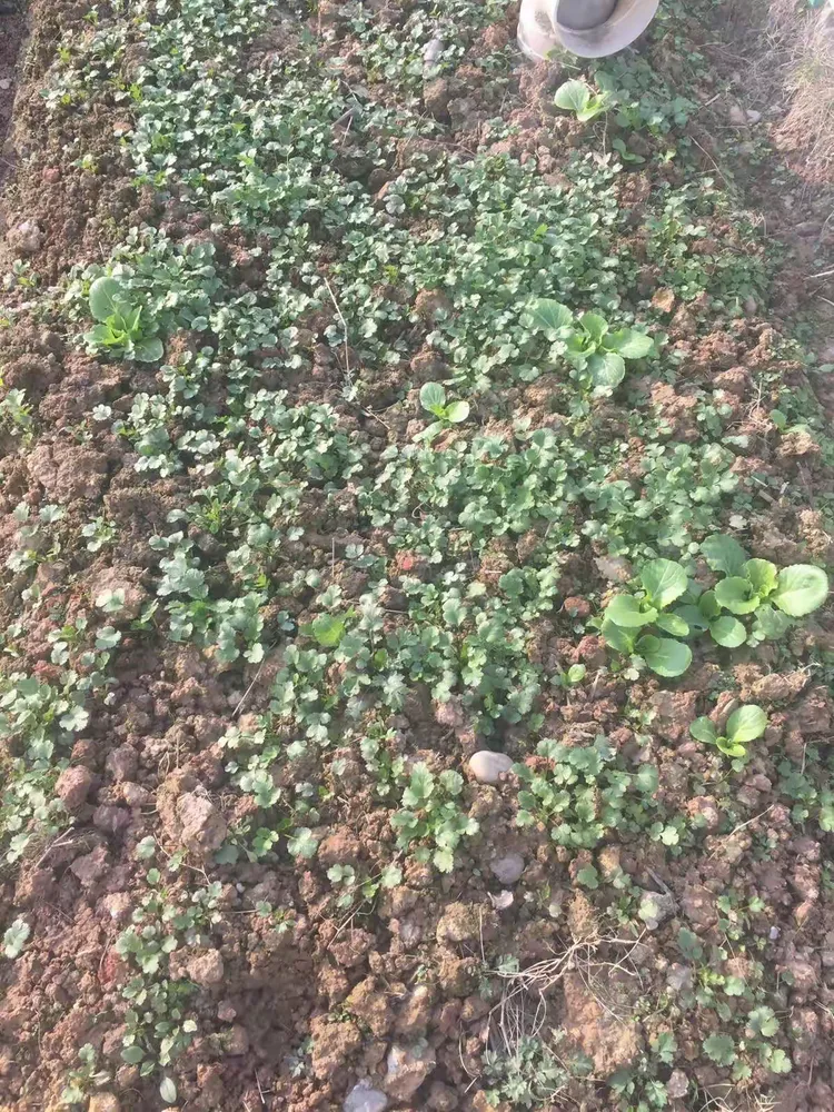 我来教大家!麦穗二八杠有挂吗”开挂(透视)辅助神器-第1张图片