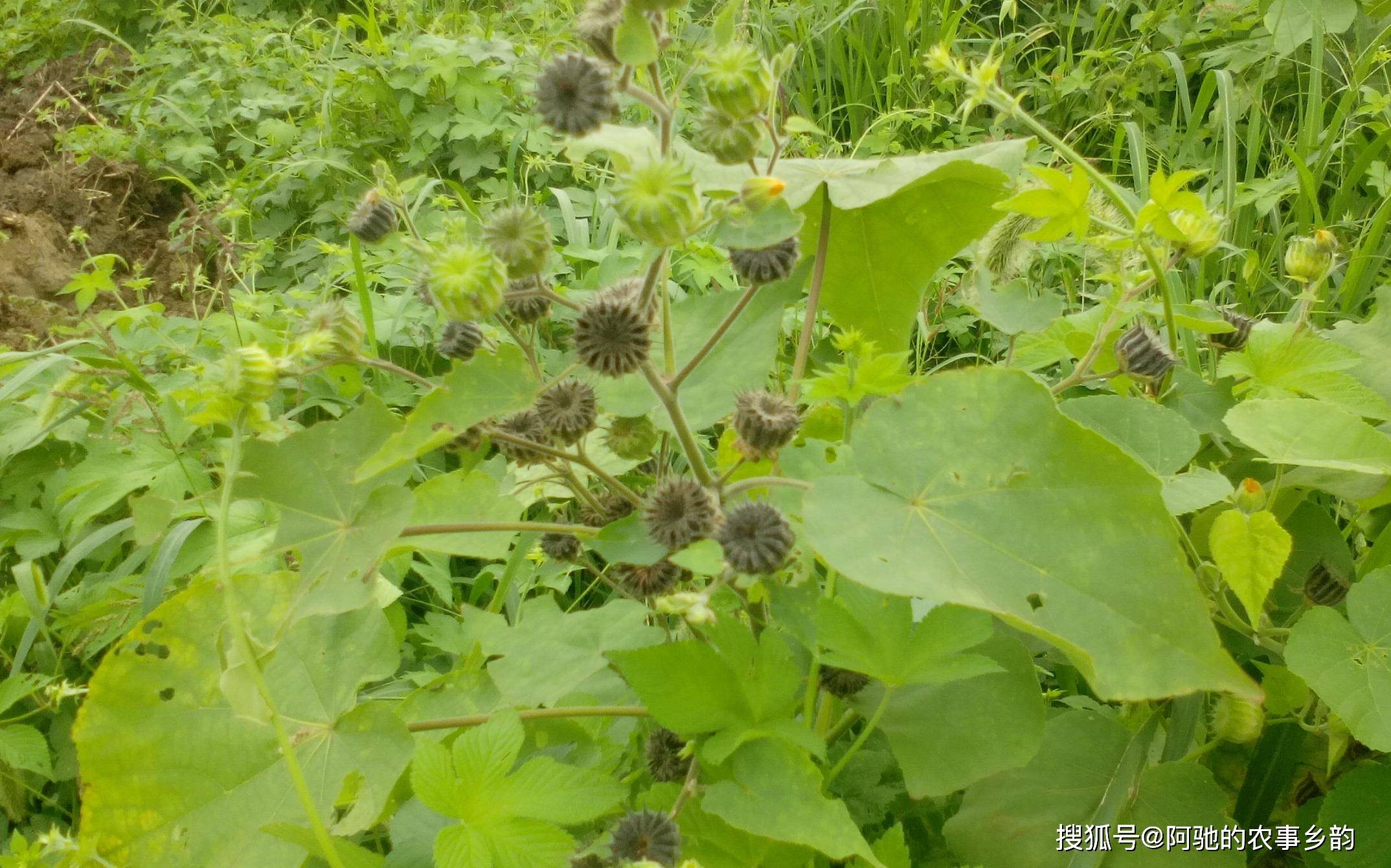 真实辅助“四川麻将小程序必赢神器	”的确是有挂-第2张图片