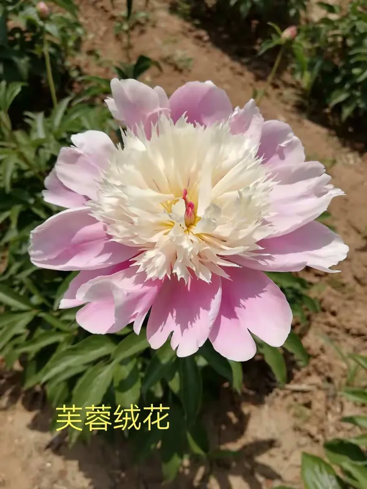 3分钟学会“今日花牌有挂吗”附开挂脚本详细教程-第1张图片