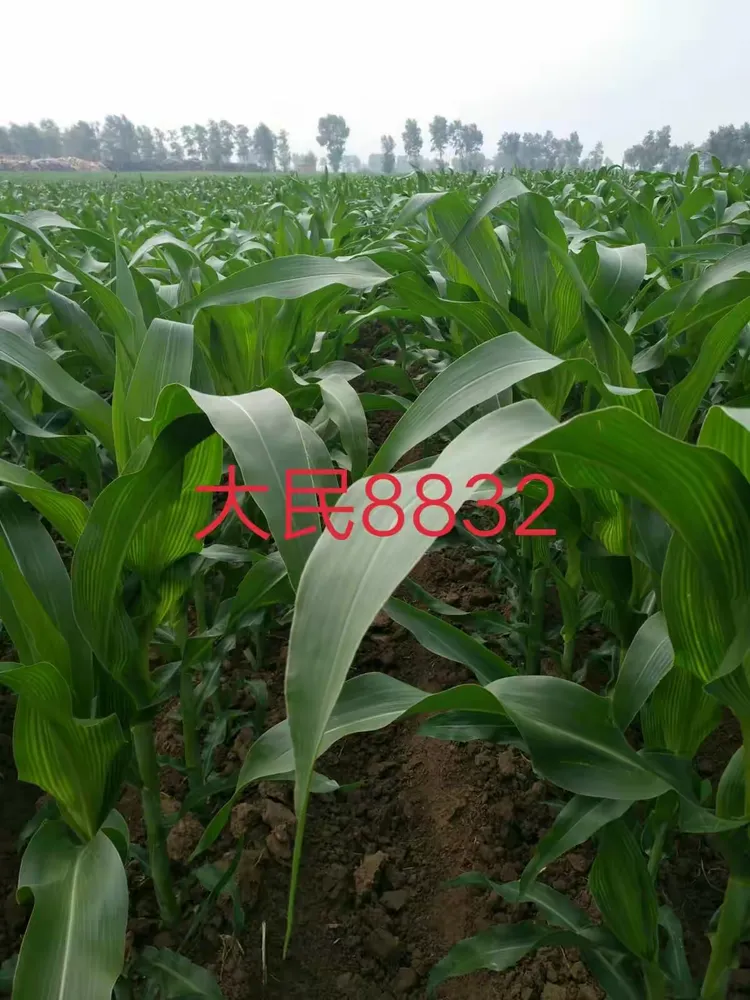 可用版本“扶余太浪麻将有挂吗	”详细分享装挂步骤教程-第2张图片