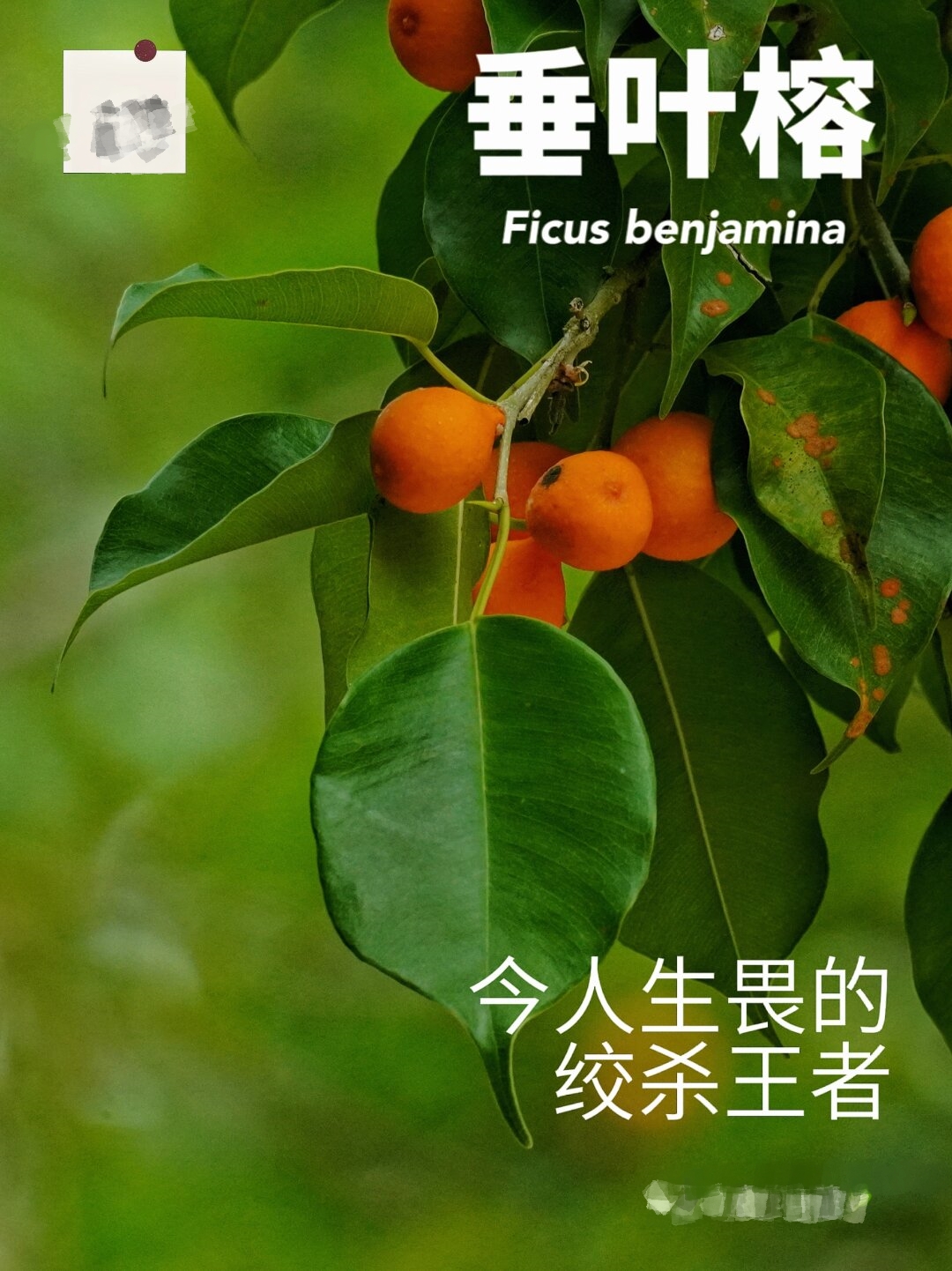 玩家必搜“榕城510k辅助挂下载”(透视)开挂辅助脚本+详细开挂安装教程-第2张图片