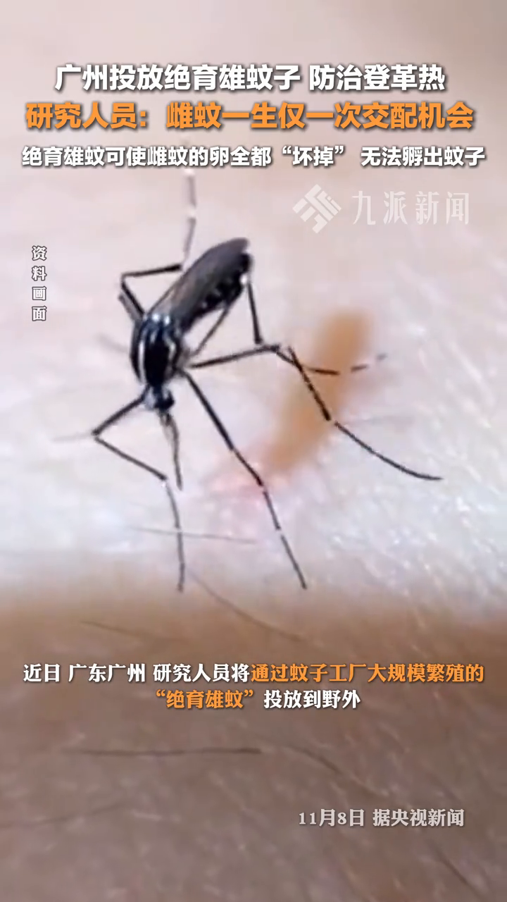 北海疫情〃北海疫情蚊子-第1张图片
